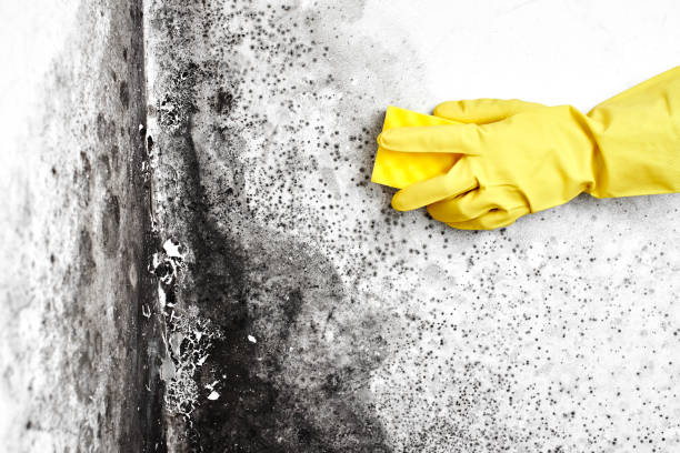 Best Black Mold Remediation in Balmville, NY