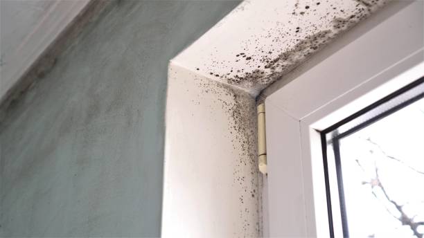 Best Commercial Mold Remediation in Balmville, NY