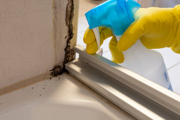 Best Basement Mold Remediation in Balmville, NY