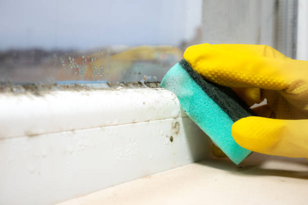 Best DIY Mold Remediation Support Services in Balmville, NY
