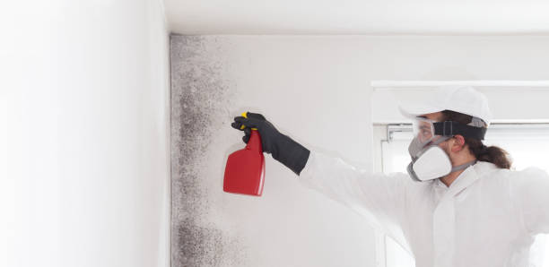 Best Basement Mold Remediation in Balmville, NY