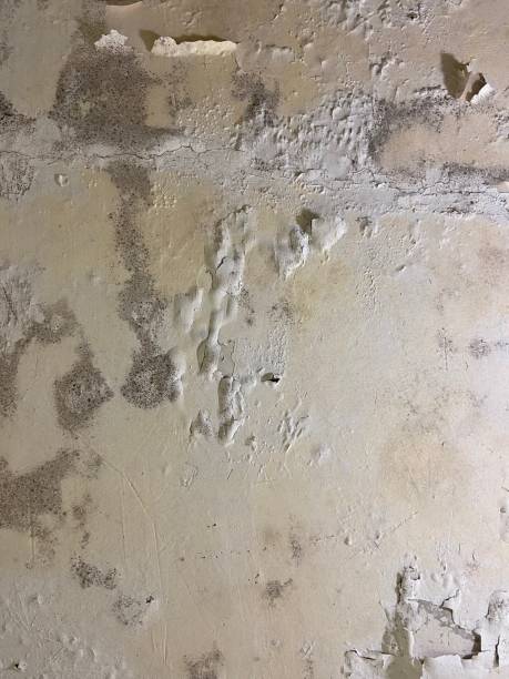 Best Mold Remediation for Schools in Balmville, NY