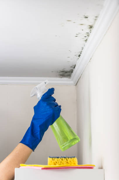 Best Post-Flood Mold Remediation in Balmville, NY