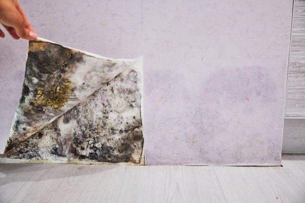 Best Localized Mold Remediation (e.g., coastal areas, humid climates) in Balmville, NY